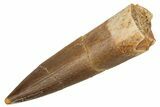 Fossil Plesiosaur (Zarafasaura) Tooth - Morocco #231099-1